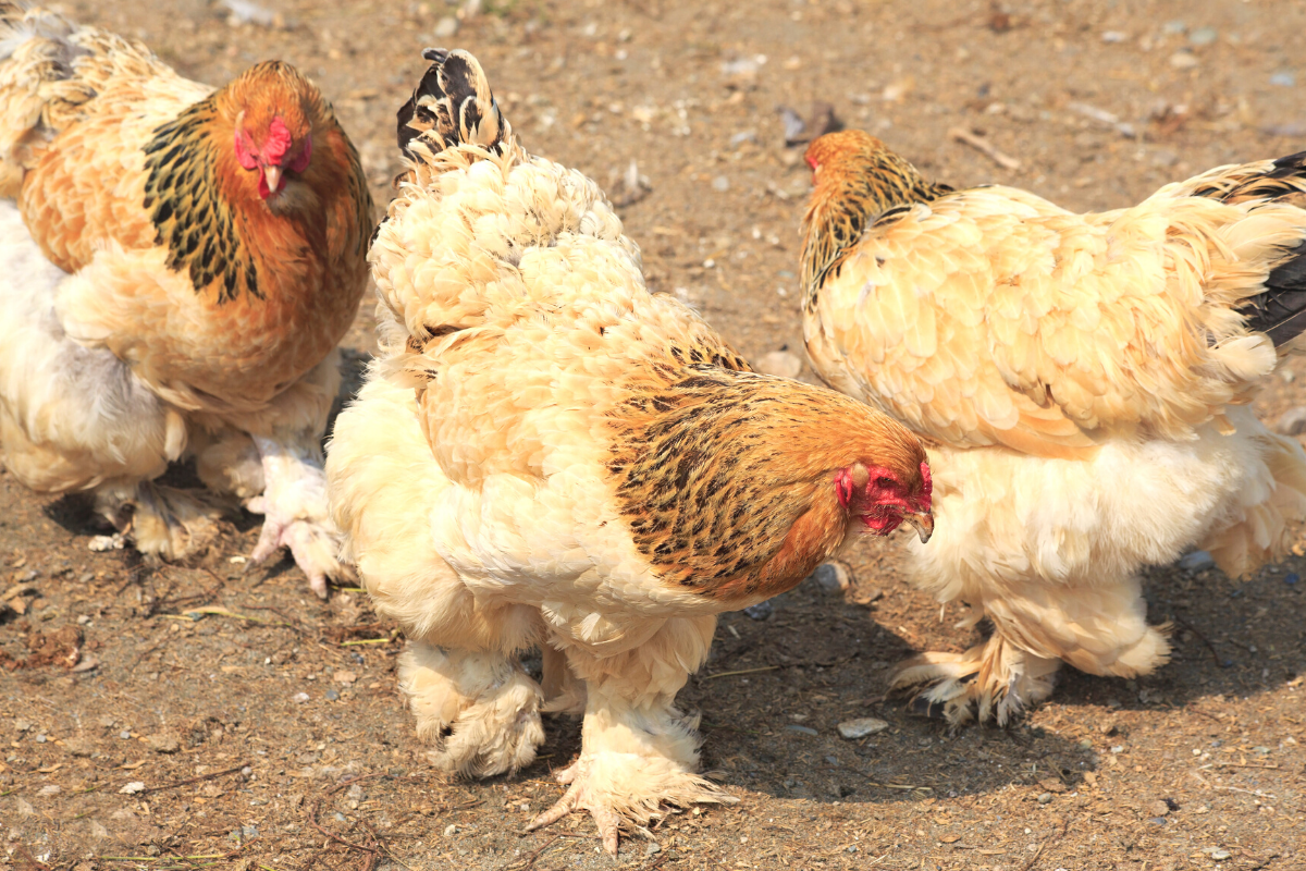 Laying Hens